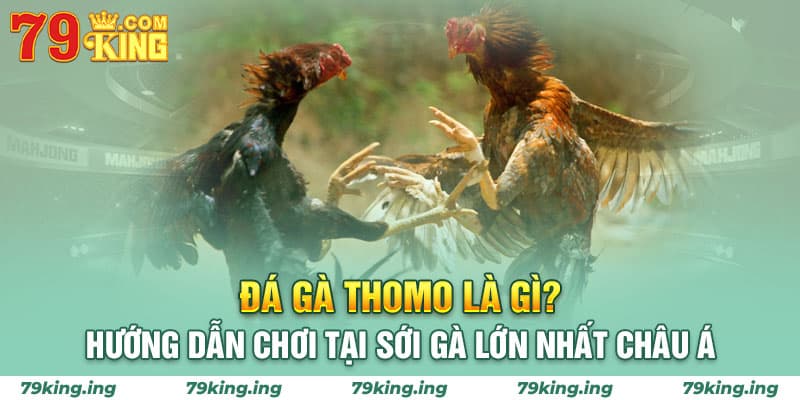 đá gà thomo là gì