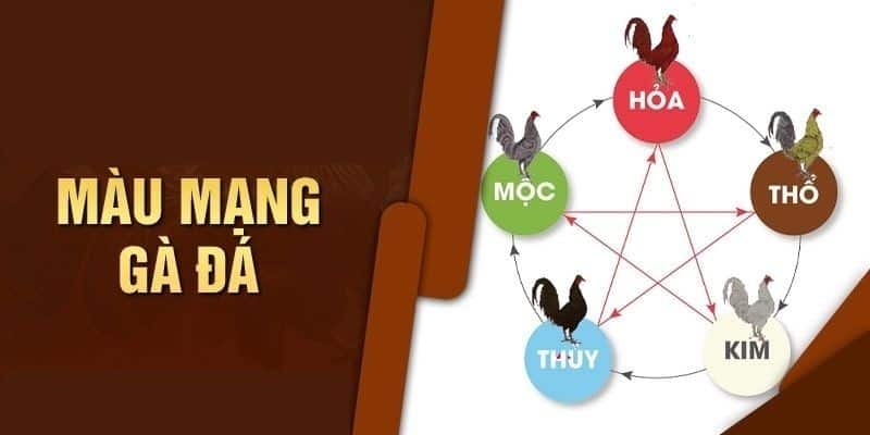 Định nghĩa màu mạng gà đá